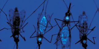 The Brave New World of Gene Editing