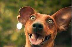 More foot in mouth disease