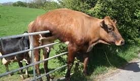 Going into reverse gear