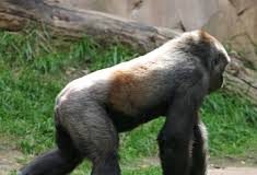 Independence day break