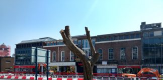 Felling trees final stage in creation of marauding Orc army Welsh, Swansea, army, trees