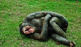 Plane crazy part one