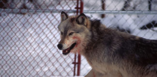 Welsh Government Reintroduces Wolves To Cardiff City Centre Wolf, Cardiff, The Hayes, Students