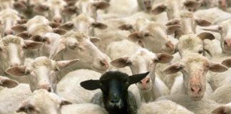 Flock infiltrated by #ERG