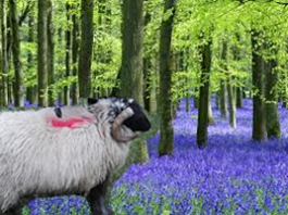 Castle Lockdowngate Lockdowngate