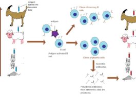 Clap Clap Immunisation