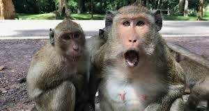 Kirsty lockdown does not conVince former leader…