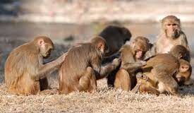 You scratch my back…